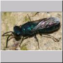 X Trichrysis cyanea - Goldwespe 03b 6mm OS-Wallenhorst-Tongrube-Lehmwand - det.jpg